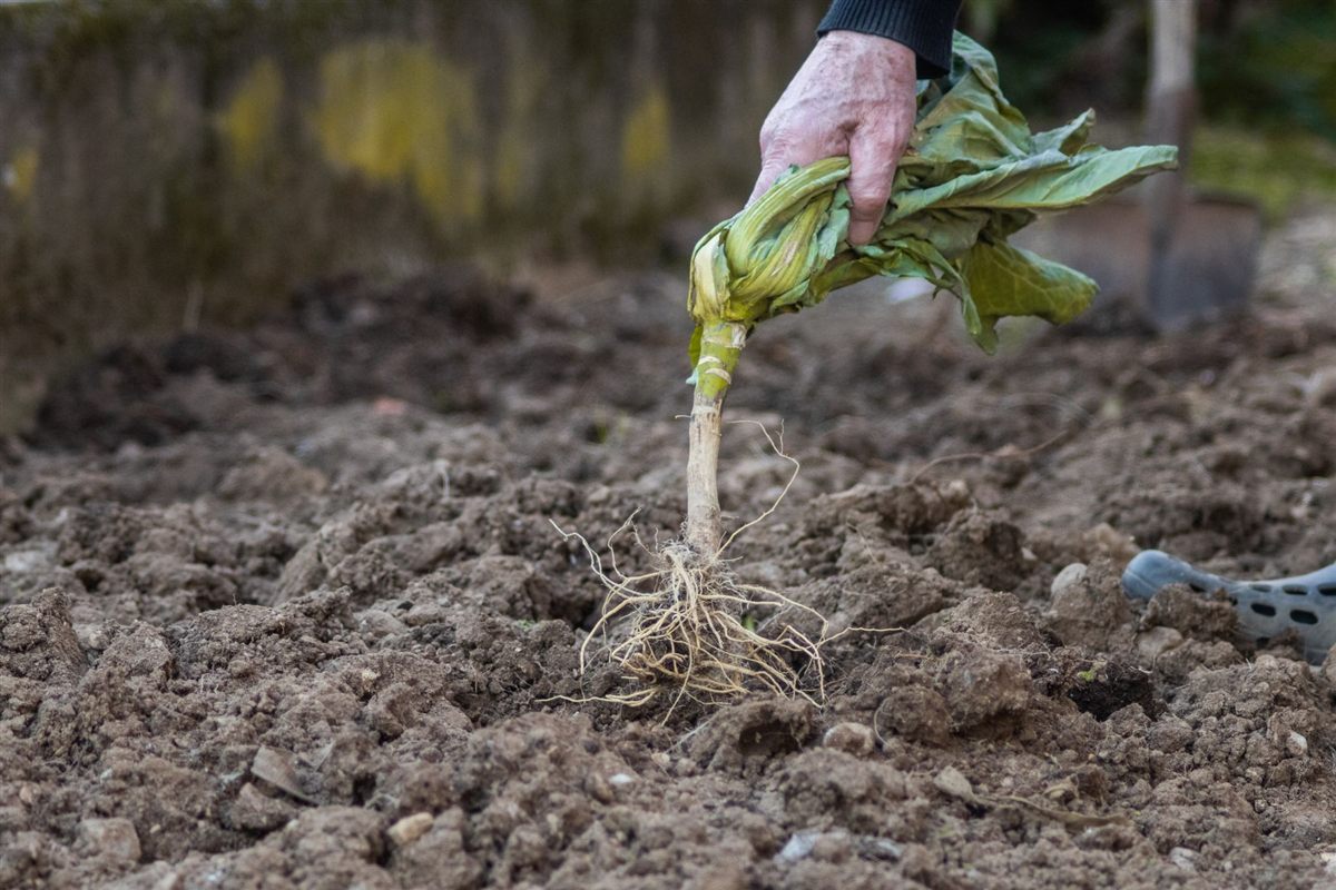 Licensed stock photograph of a plant being pulled from the soil with its roots visible