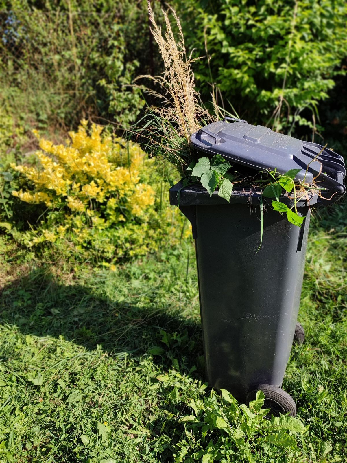 Licensed stock photograph of a yard waste bin filled with cut plants and weeds